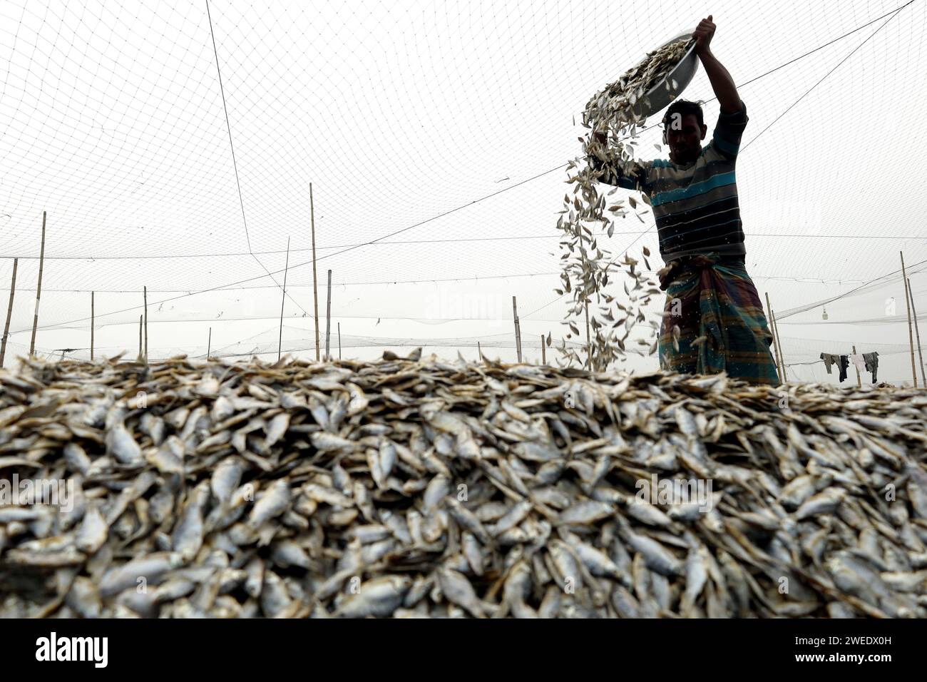 Lalpur, Brahmanbaria, Bangladesch. Januar 2024. Arbeiter trocknen Fische bei Sonnenlicht auf dem Lalpur Bazar, Brahmanbaria. Eine der ältesten Methoden der Fischkonservierung ist die Sonnentrocknung. Wenn der Fisch in der Sonne getrocknet wird, wird der wässrige Teil des Fisches getrocknet, so dass Mikroorganismen nicht wachsen können und der Fisch lange haltbar ist. Nach dem Kauf der Fische vom Markt werden sie geschnitten, in Wasser gewaschen und zum Trocknen in der Sonne aufbewahrt. Sobald diese Fische vollständig konserviert sind, werden sie verkauft. Es ist ein sehr beliebtes Gericht bei vielen Menschen in Bangladesch. Der Preis für getrockneten Fisch hängt vom Preis für frischen Fisch ab Stockfoto