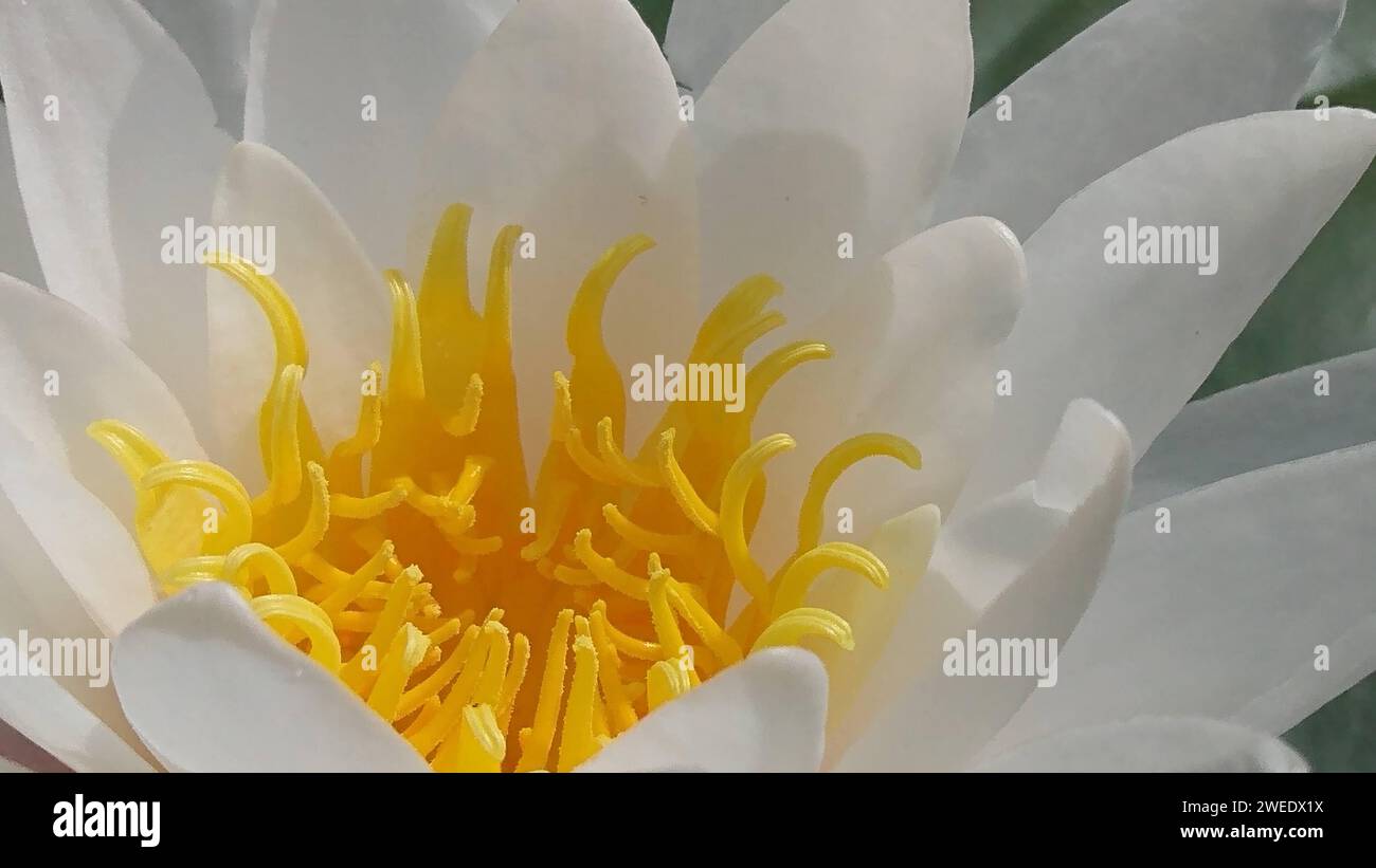 Eine Nahaufnahme einer leuchtend gelben Blüte mit markanten Staubblättern Stockfoto