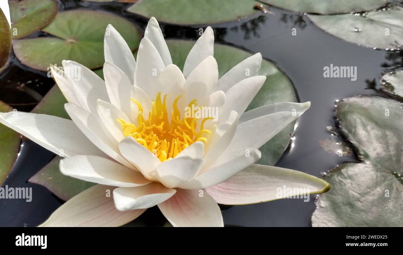 Eine weiße Blume umgeben von üppig grünen Blättern und Wasserpflanzen, die in Wasser getaucht sind Stockfoto