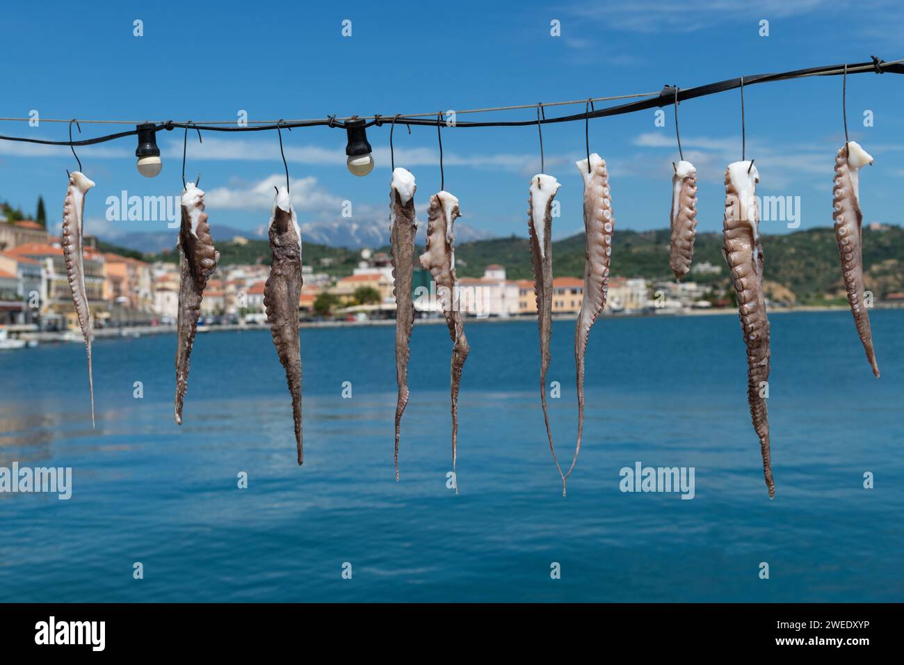 Tintenfischarme hängen zum Trocknen am griechischen Hafen Stockfoto