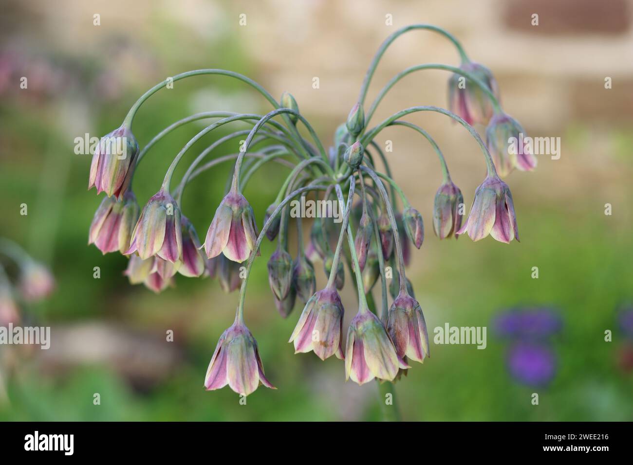 Nahaufnahme von allium siculum- oder Nectaroscordum siculum-Blüten Stockfoto