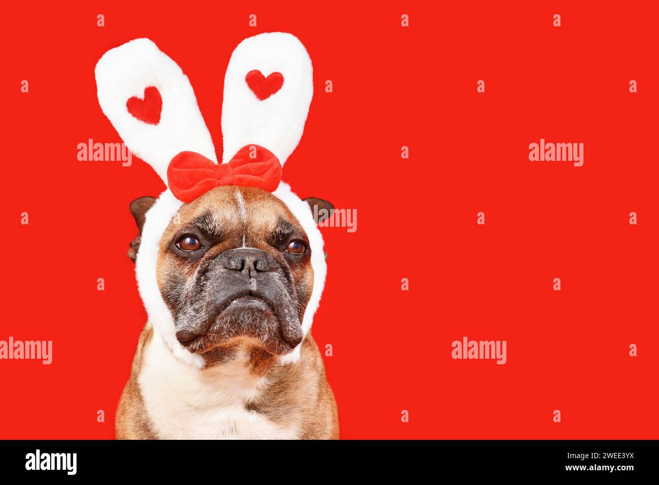 Süßer französischer Bulldog mit Stirnband zum Valentinstag und Hasenohren mit Herzen auf rotem Hintergrund Stockfoto
