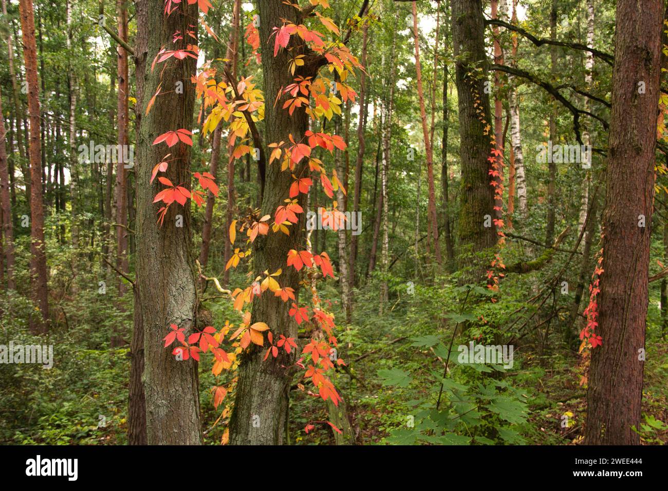 Tief im Wald. Helle Farben des Herbstes sind auf den Bäumen Stockfoto