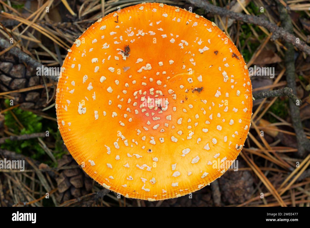 Gelbe und helle Kappe von Fliegenpilz. Gefährliche Schönheit Stockfoto