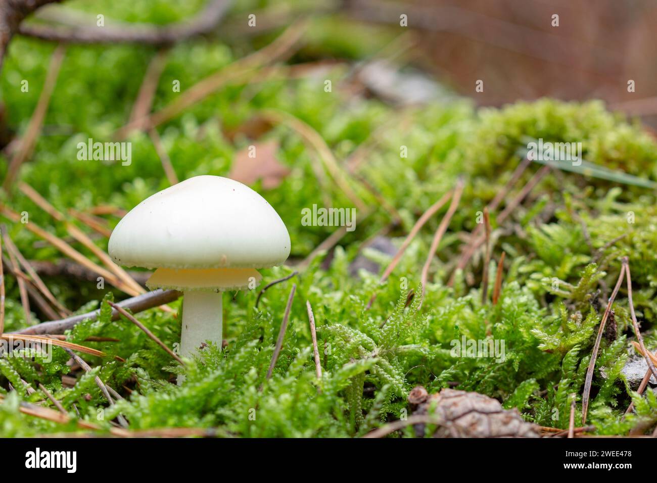 Kleiner weißer Pilz im Moos Stockfoto