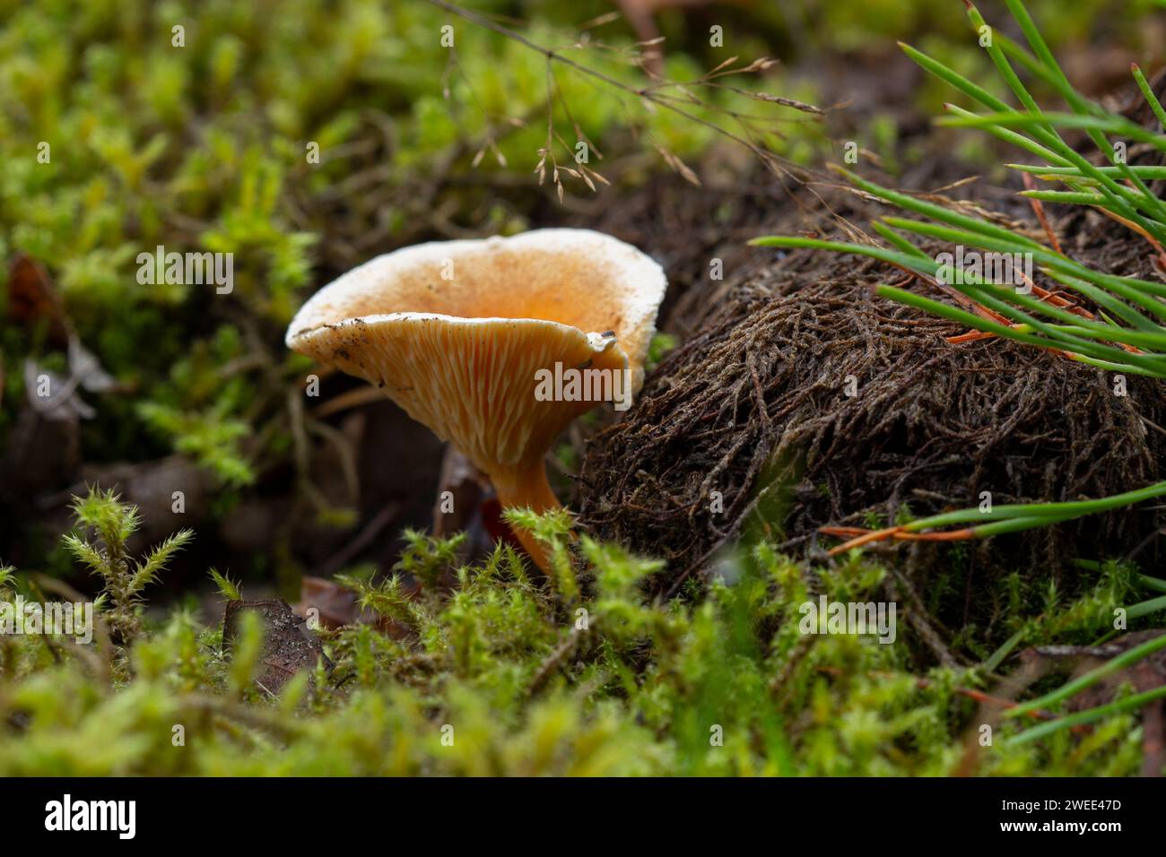 Hübscher Pilz im Moos Stockfoto