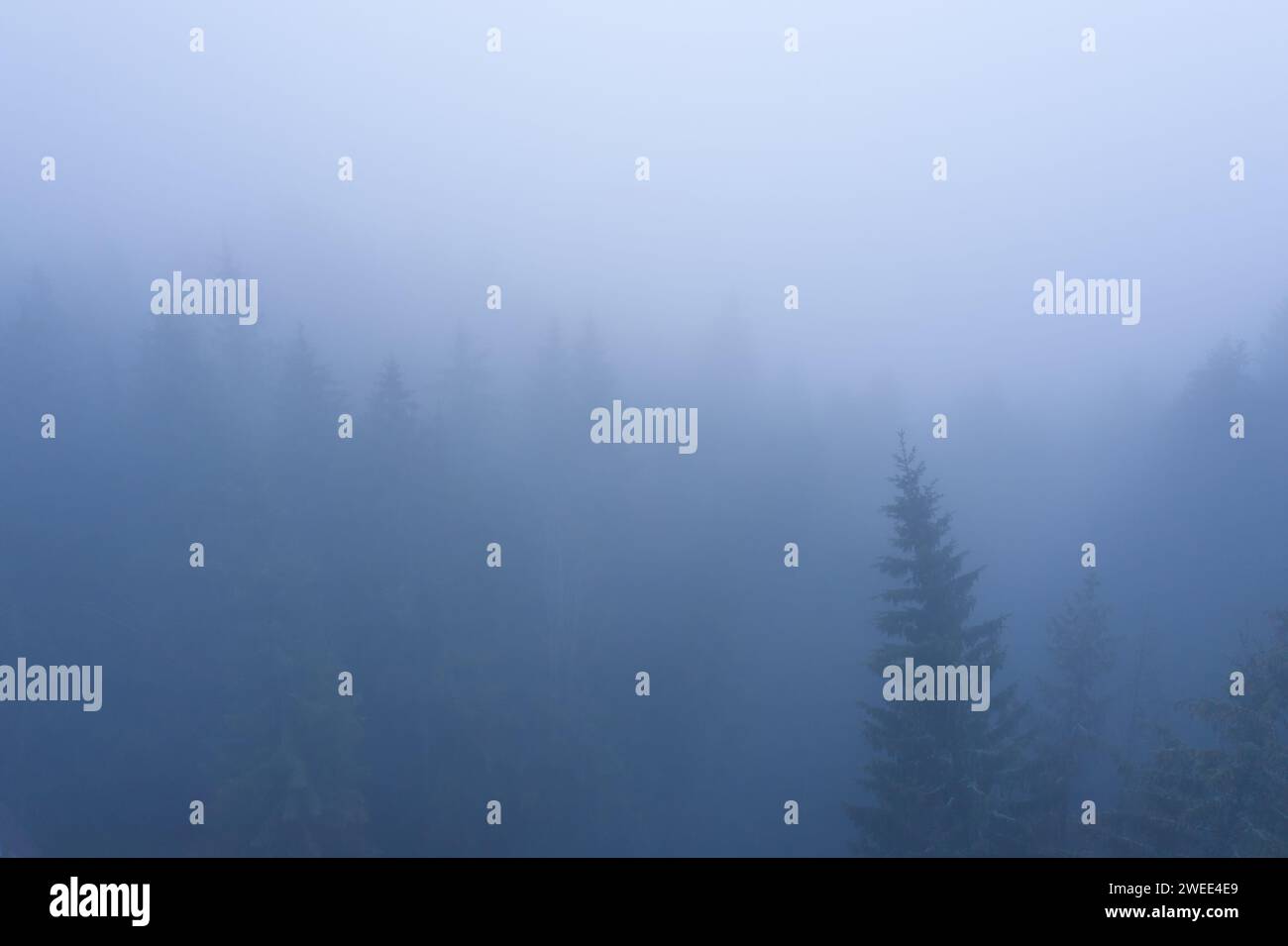 Nadelwald in den Bergen im Nebel. Mystische Landschaft in den Bergen. Stockfoto