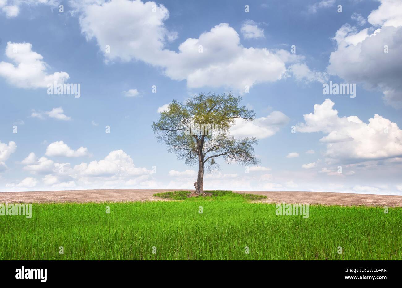 Wunderschöne Landschaft mit einsamem Baum auf Wiese mit grünem Gras unter blauem Himmel mit weißen Wolken. Minimalismus. Stockfoto