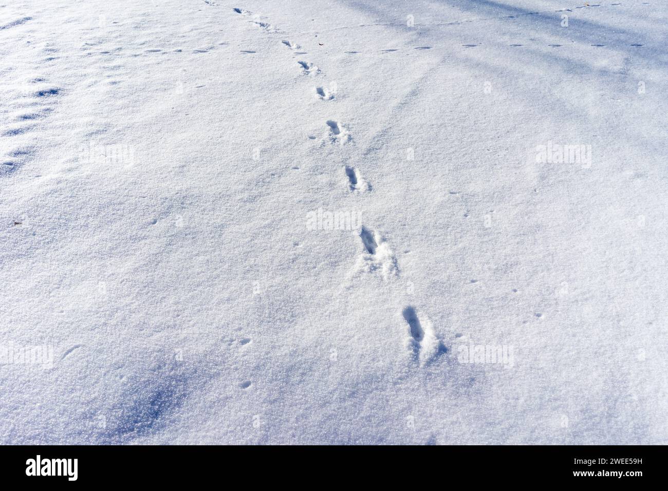 Tierspuren von Hirschen im Schnee im Winter Stockfoto