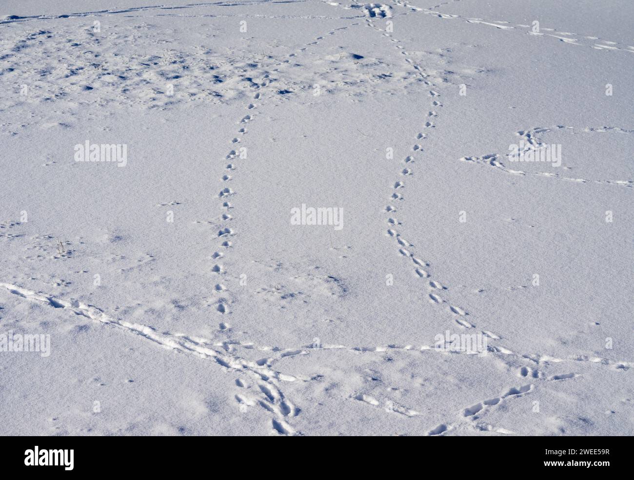 Tierspuren von Hirschen im Schnee im Winter Stockfoto