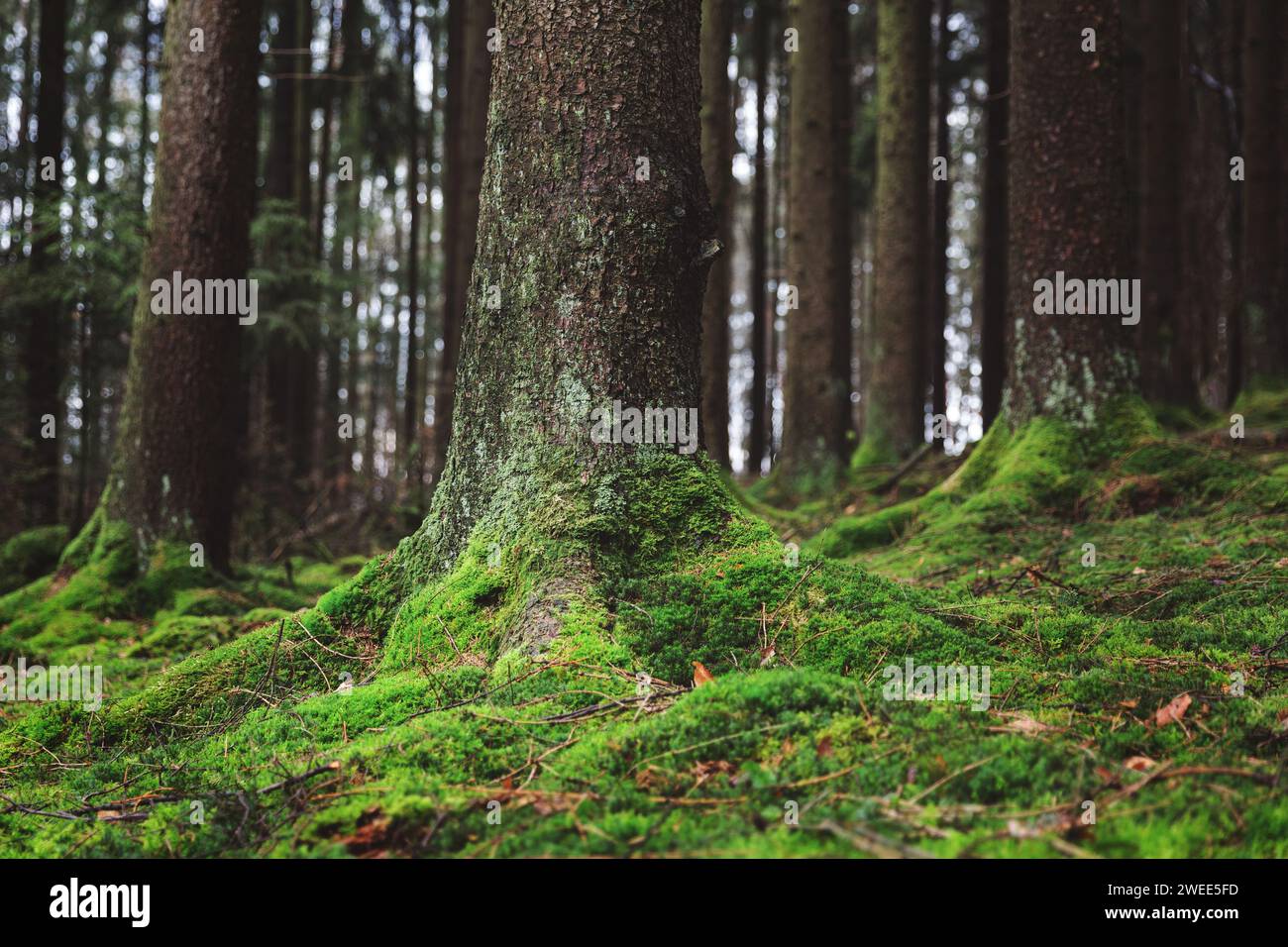 Ein Moos schmückt den Kiefernstumpf in üppigem Wald mit grüner Bodendecke Stockfoto