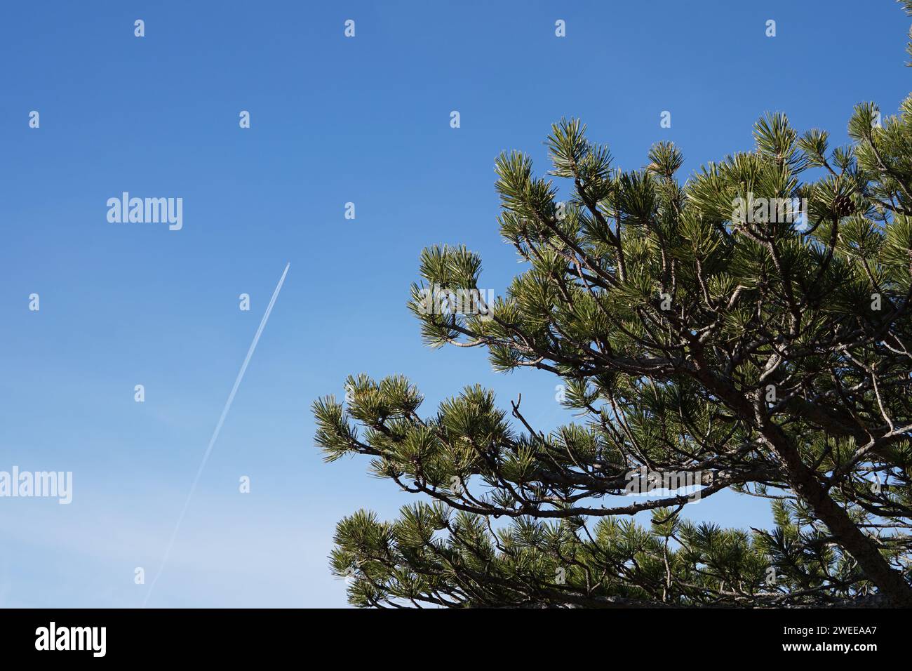 Blick auf ein Flugzeug über einer schwarzen Kiefer Stockfoto