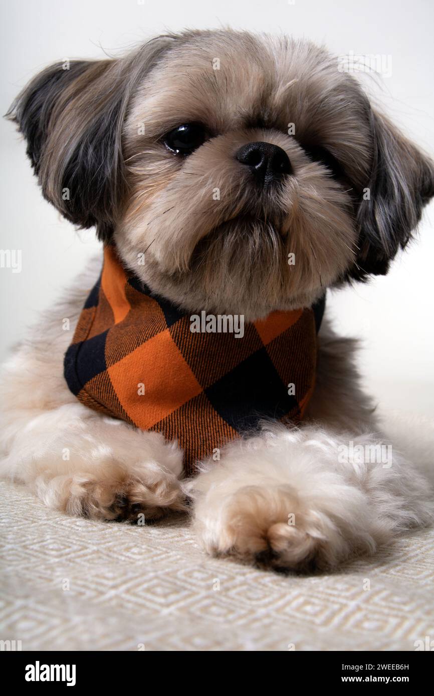 Foto, Hund, reinrassig, Freundschaft, Haustier, shih Tzu, aussehend, tierisch, klein, entzückend, Rasse, Fotografie, Entspannung, Haustiere, Freund, keine Personen Stockfoto