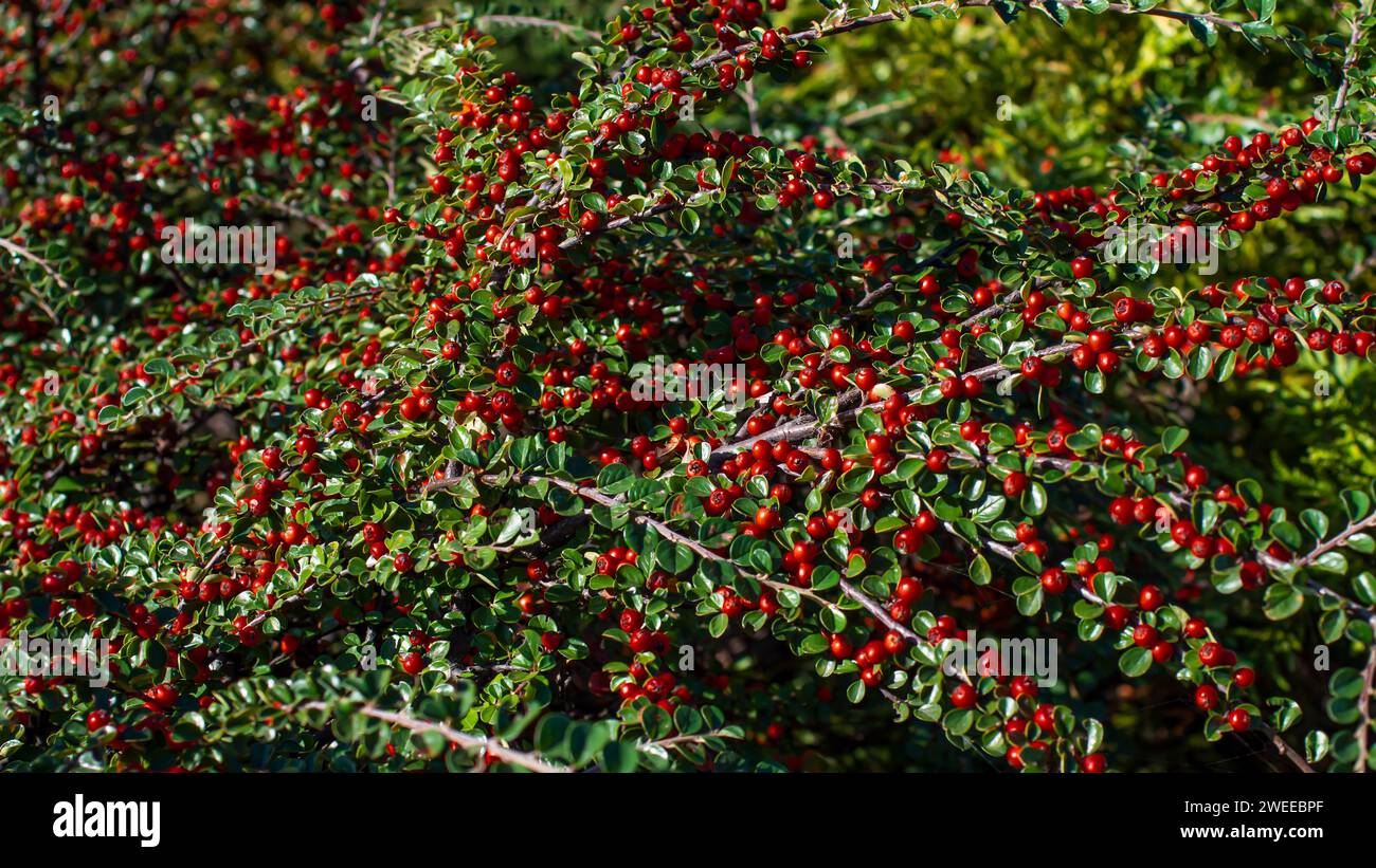 Herbsthintergrund mit grünen Blättern. Rote Beeren. Cotoneaster-Busch. Stockfoto