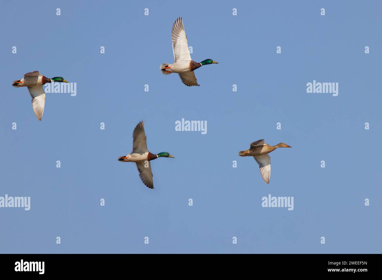 Stockenten-Drachen jagen weiblich im Flug Anas platyrhynchos Essex, UK BI036167 Stockfoto