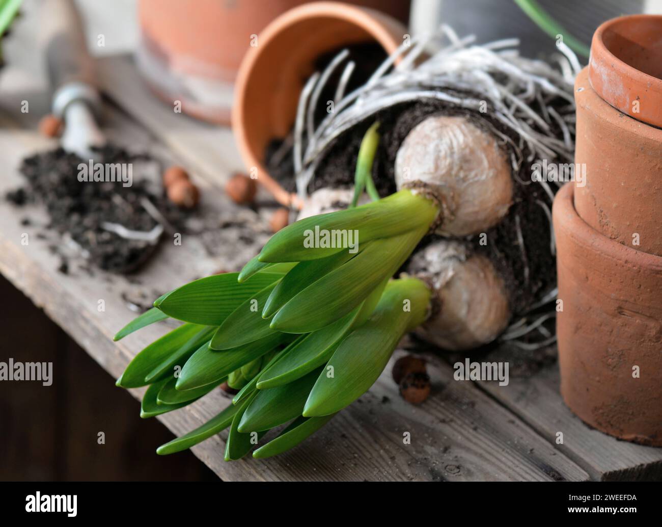 Blick auf das Blatt der Hyazinthe mit Zwiebeln und Wurzeln für Topf und Terrakotta Blumentopf auf einem Holztisch Stockfoto