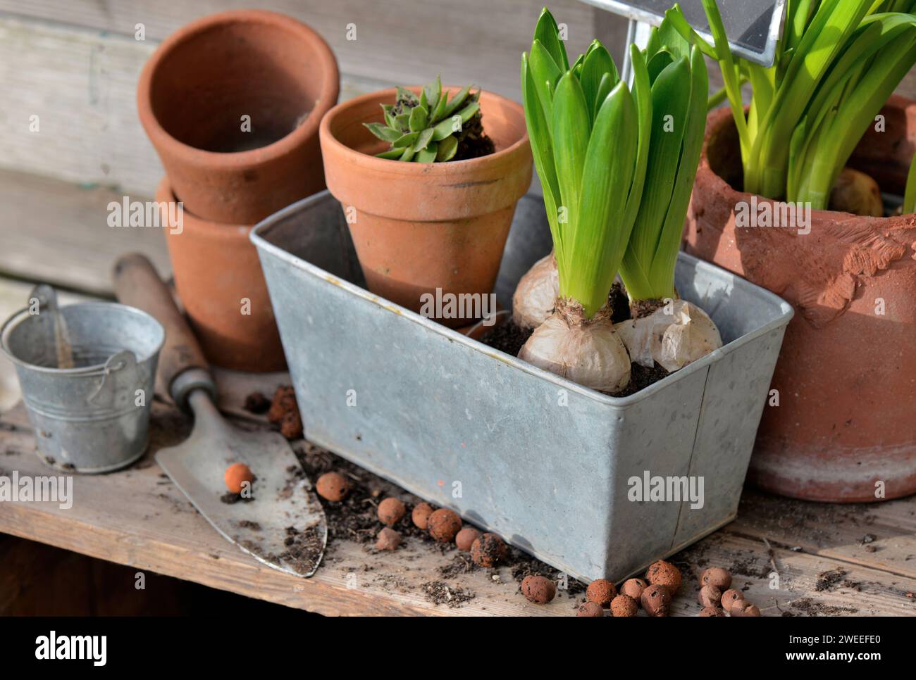 Blumenzwiebeln und Pflanzen; zum Eintopfen in Metalldose und Terrakotta-Blumentopf auf Holztisch Stockfoto