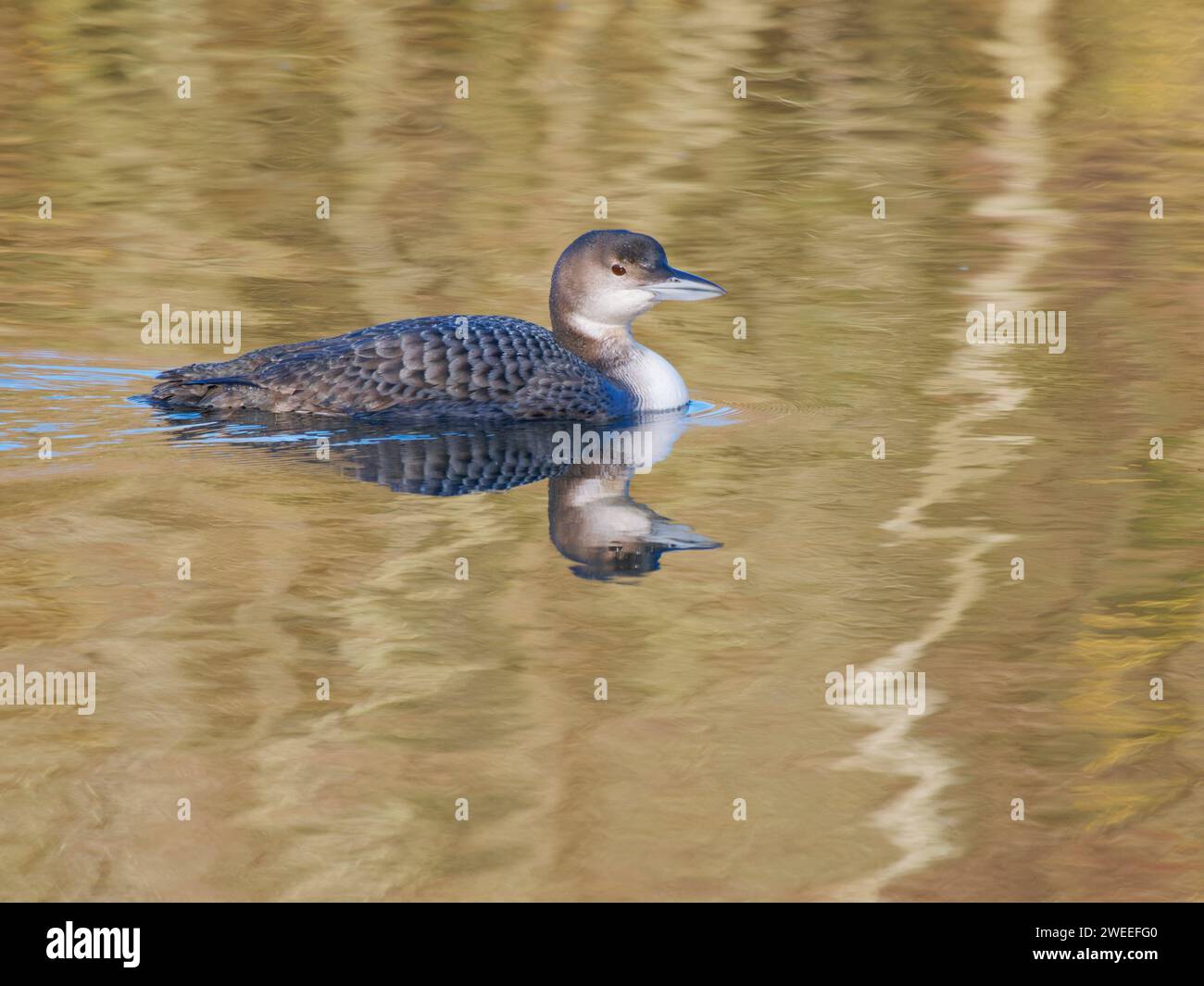 Great Northern Diver - Wintergefieder Gavia immer Essex, UK BI039221 Stockfoto