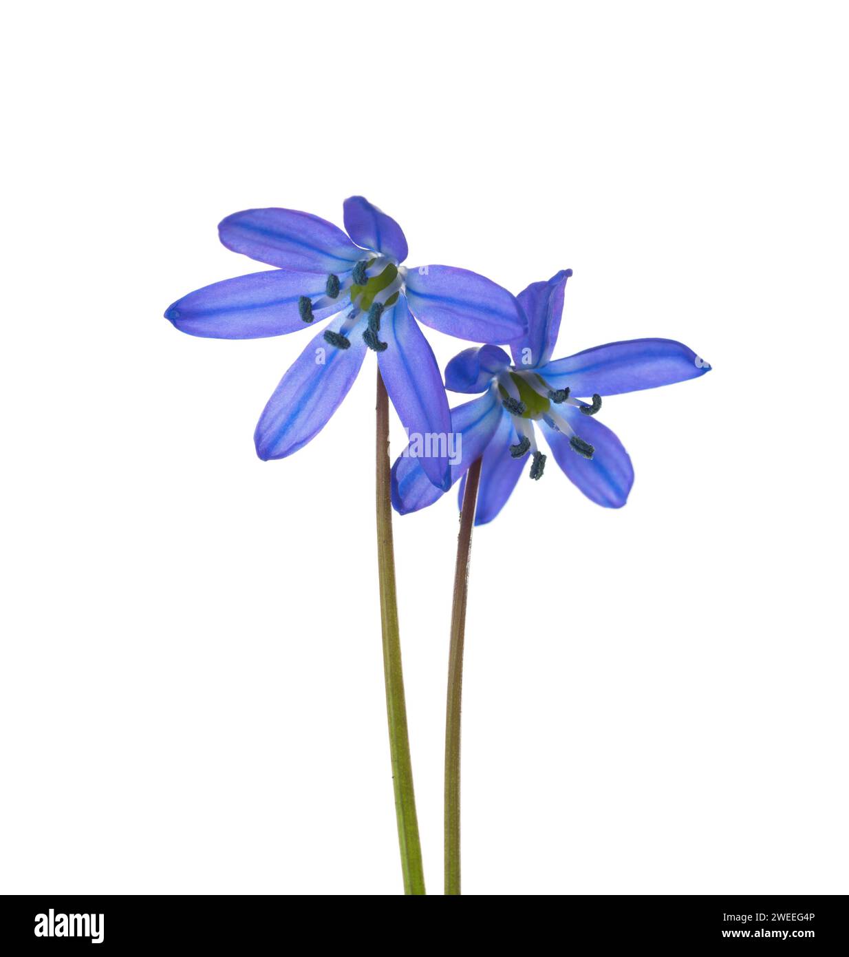 Zwei Blüten des sibirischen Eichelkiefers (Scilla siberica) isoliert auf weißem Hintergrund. Stockfoto