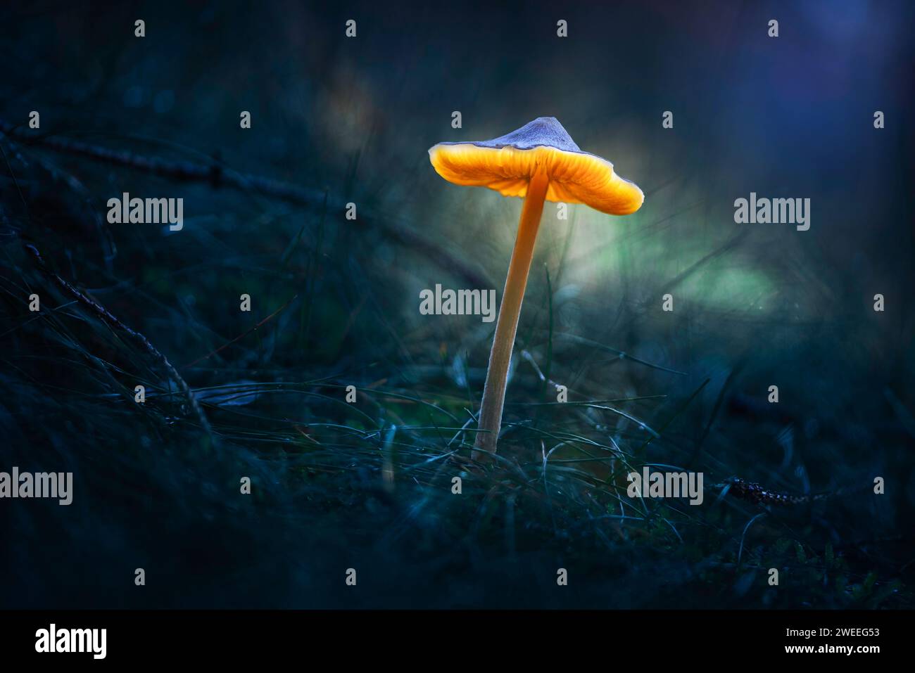 Fee, glühender Pilz. Nacht im mystischen Wald Stockfoto