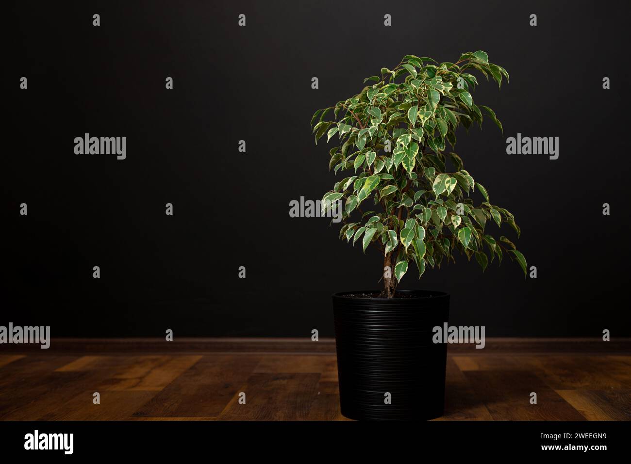 Schöne üppige Zimmerpflanze Ficus benjamina, allgemein bekannt als Trauerfeige, benjamin-Feige oder Ficus-Baum wächst in modernen Wohnräumen. Stockfoto