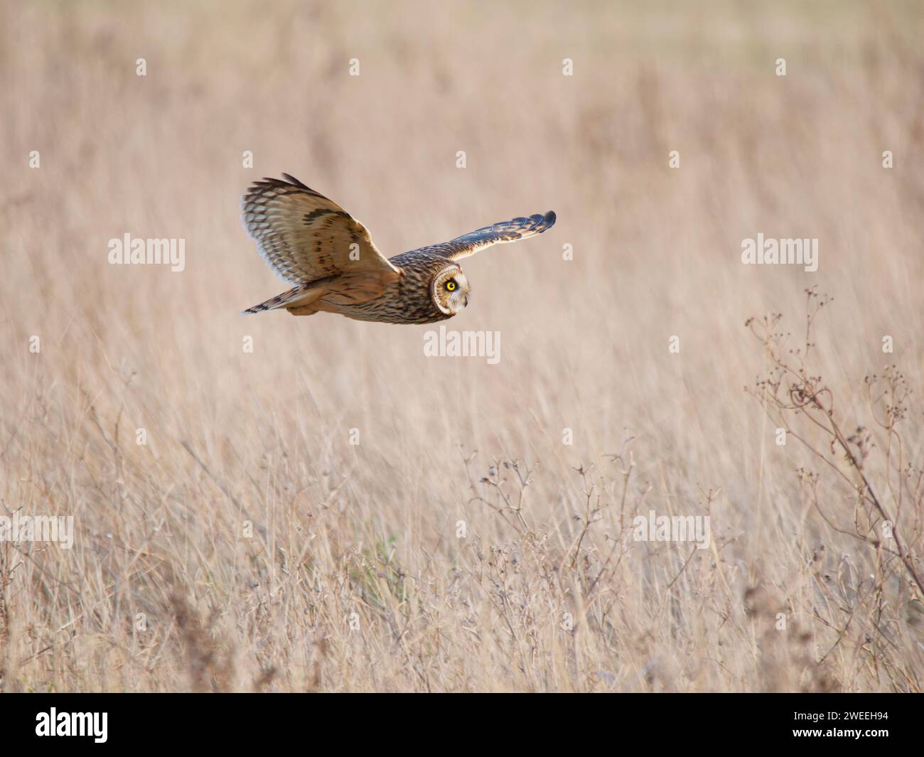 Kurzohrige Eulenjagd über dem Sumpfgebiet Asio Flammeus Wallasea Island, Essex, UK BI039476 Stockfoto