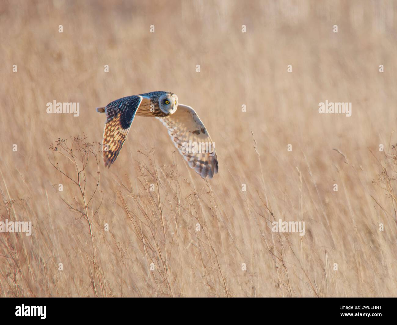 Kurzohrige Eulenjagd über Marschland Asio Flammeus Wallasea Island, Essex, UK BI039528 Stockfoto