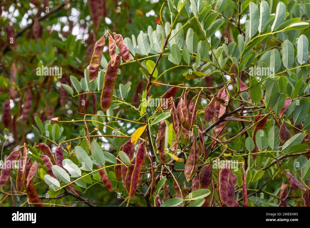 Robinia pseudoacacia, allgemein bekannt als schwarze Heuschrecke mit Samen. Stockfoto