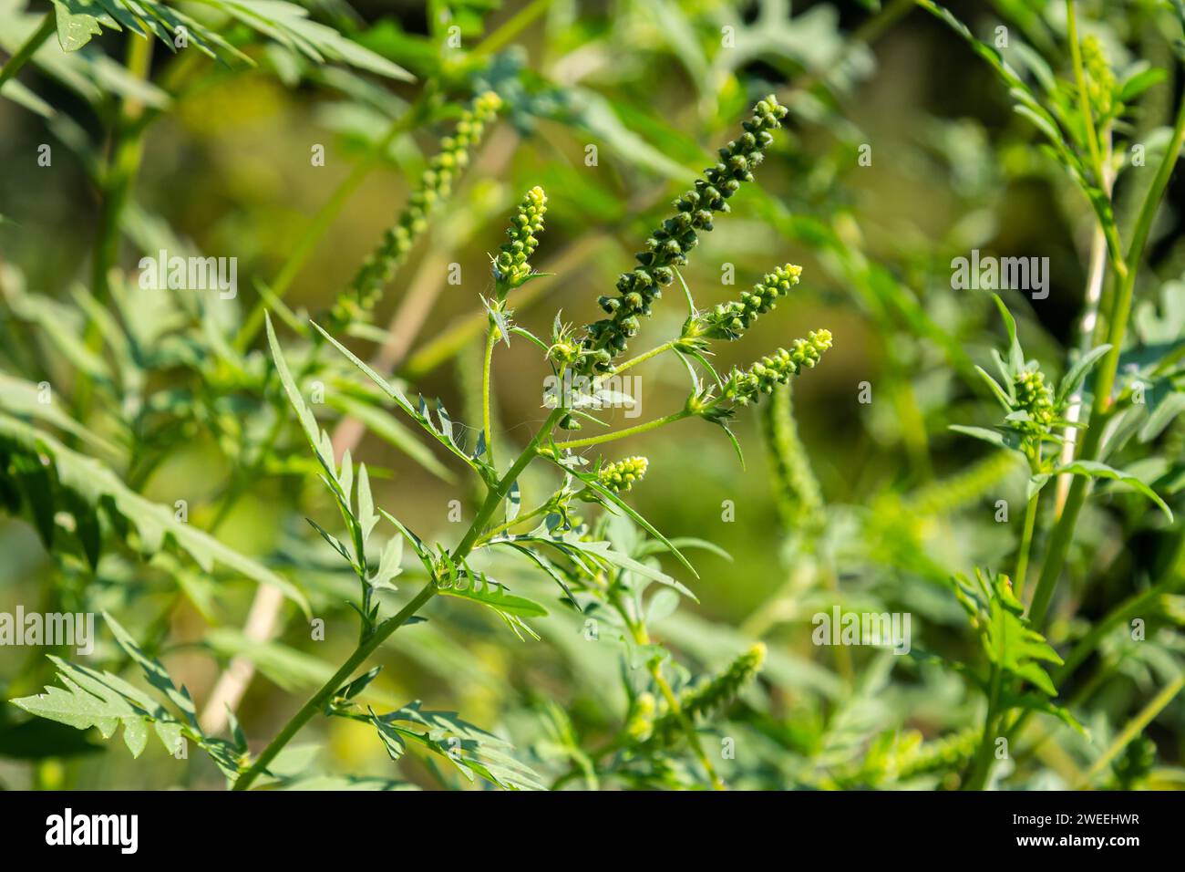 Blume eines gewöhnlichen Ragweed, Ambrosia artemisiifolia. Stockfoto