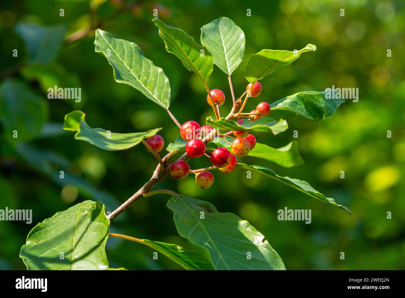 Zweigniederlassungen von FRANGULA ALNUS mit schwarzen und roten Beeren. Früchte der FRANGULA ALNUS. Stockfoto
