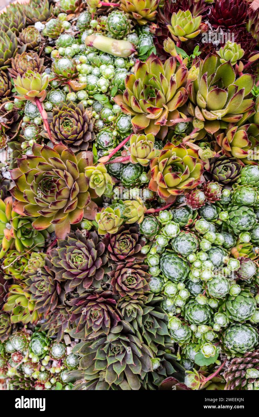 Gemischte sempervivum-Pflanzen in einem Terrakotta-Topf, Zusammensetzung der Sukkulenten. Stockfoto