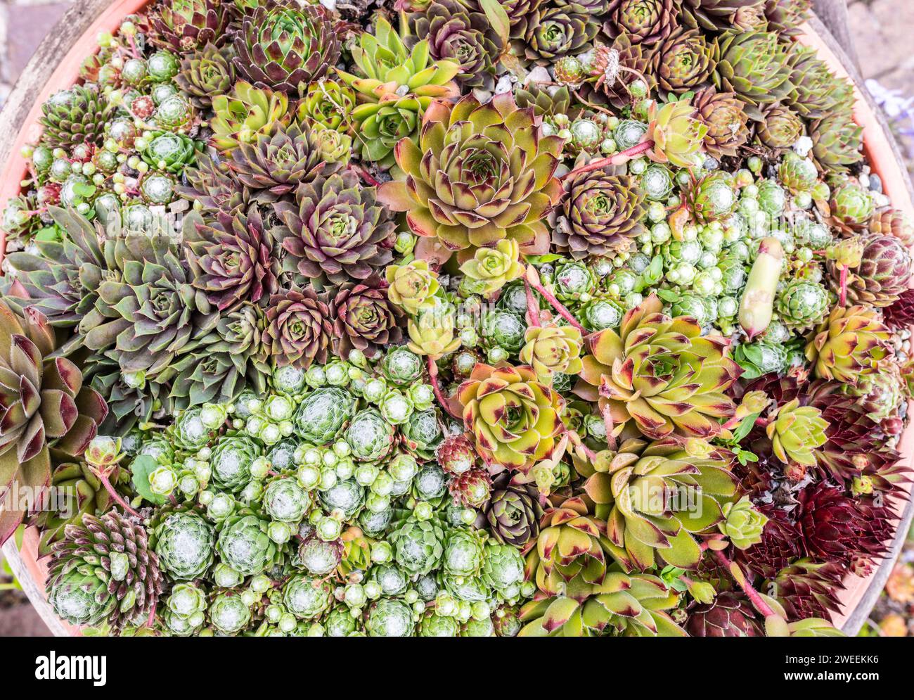 Gemischte sempervivum-Pflanzen in einem Terrakotta-Topf, Zusammensetzung der Sukkulenten. Stockfoto