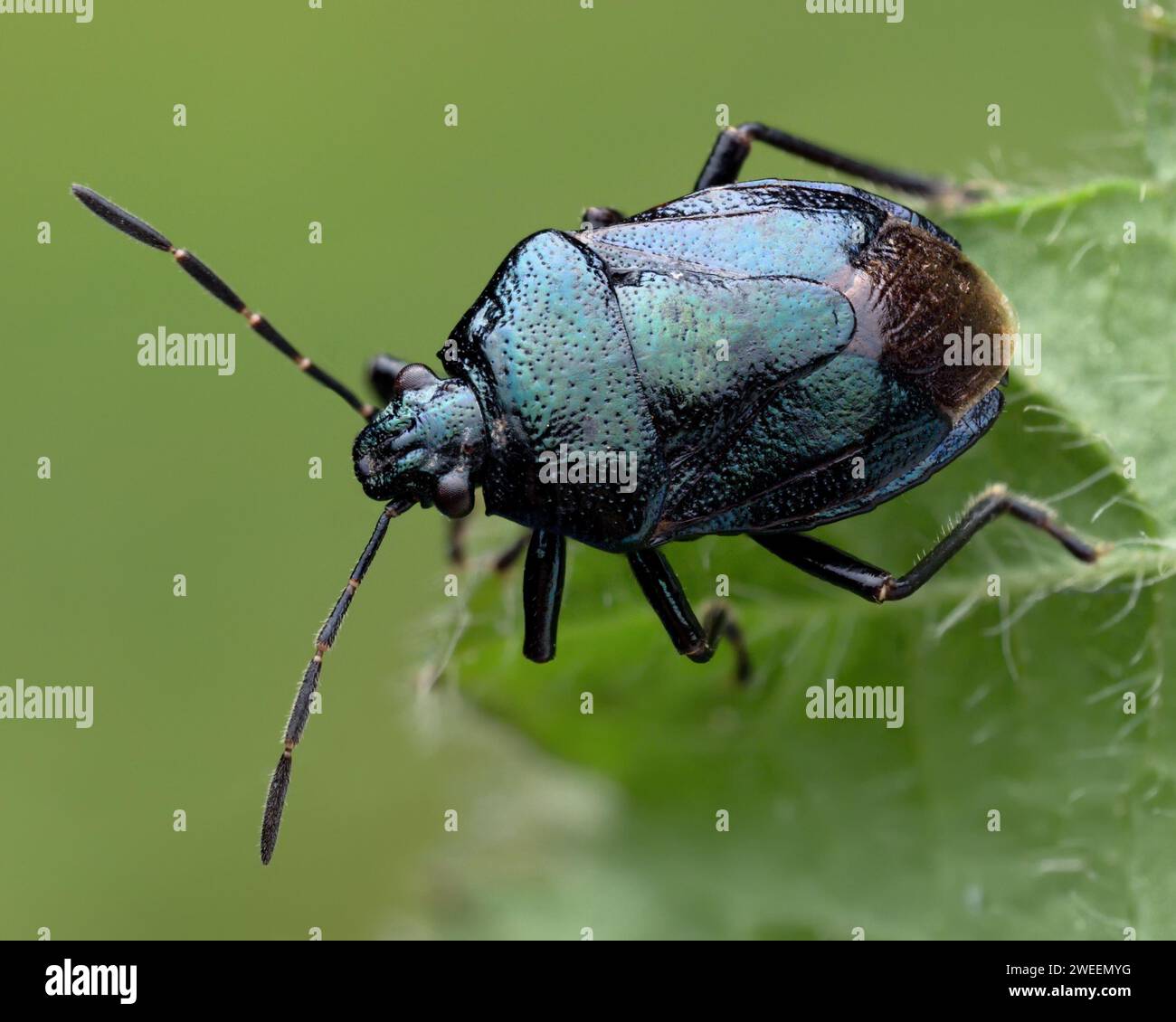 Blau (Shieldbug Zicrona caerulea) auf Pflanze Blatt thront. Tipperary, Irland Stockfoto