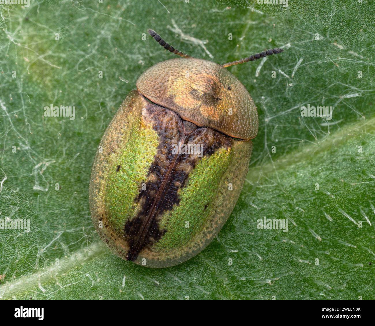 Die dorsale Sicht des Cassida vibex Schildkrötenkäfers auf Blatt. Tipperary, Irland Stockfoto