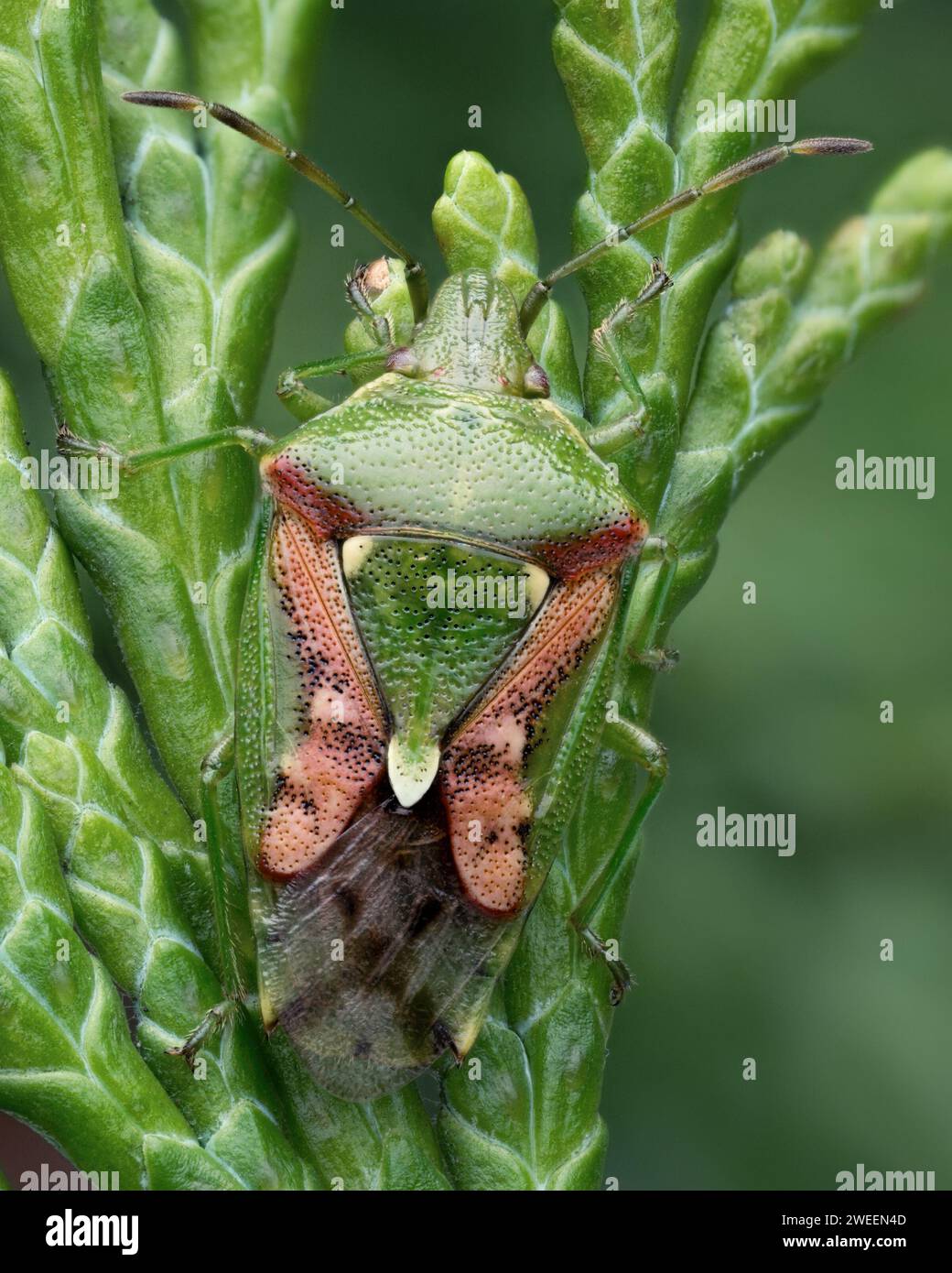 Überwinterung des Wacholderschildes (Cyphostethus tristriatus) auf lawsons-Zypresse. Tipperary, Irland Stockfoto