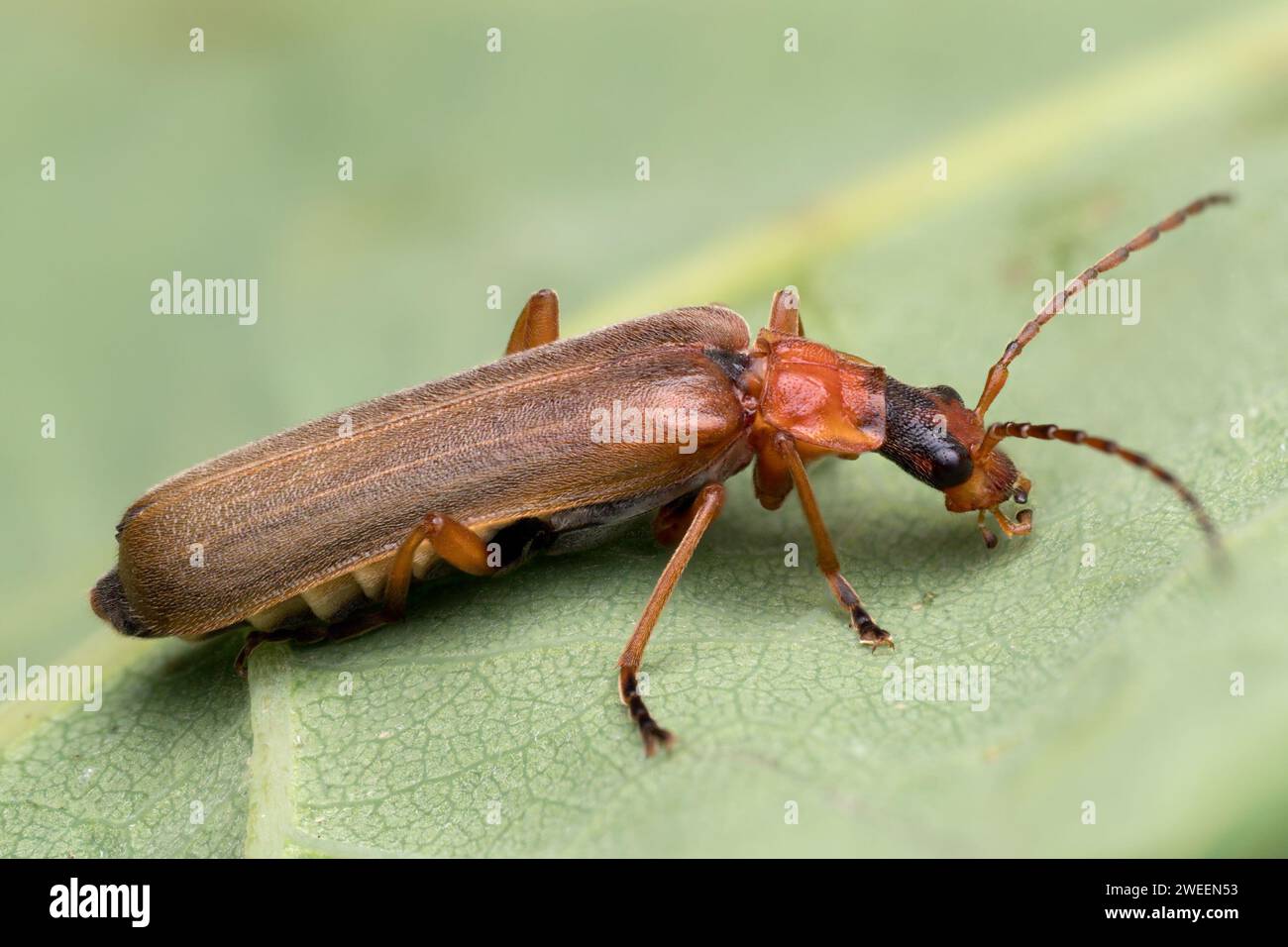 Podabrus alpinus Soldier Käfer an der Blattunterseite. Tipperary, Irland Stockfoto