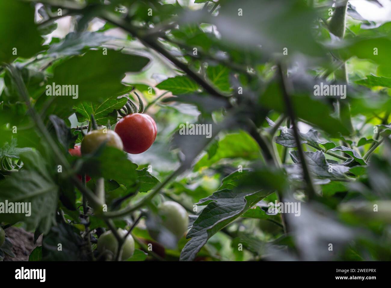 Reifende Tomatenfrüchte, Tomatensaison Stockfoto