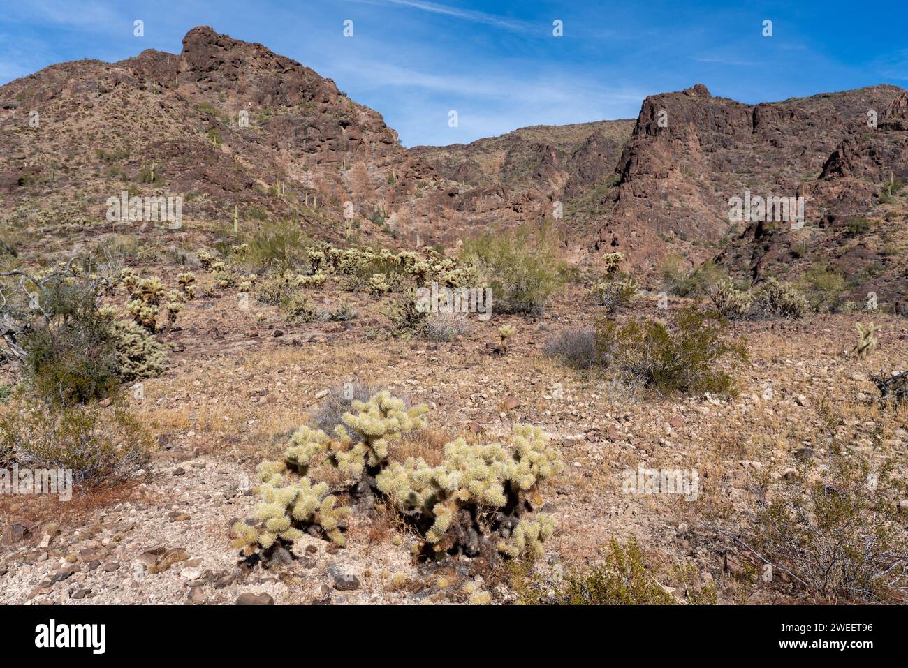 Teddybär Cholla, Cylindropuntia bigelovii, in der Sonora-Wüste bei Quartzsite, Arizona. Stockfoto