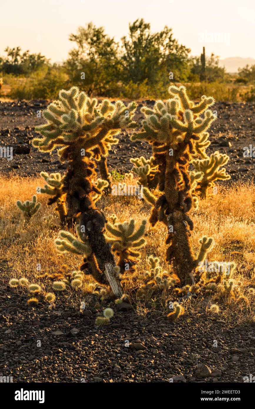 Teddybär Cholla, Cylindropuntia bigelovii, in der Sonora-Wüste bei Quartzsite, Arizona. Stockfoto