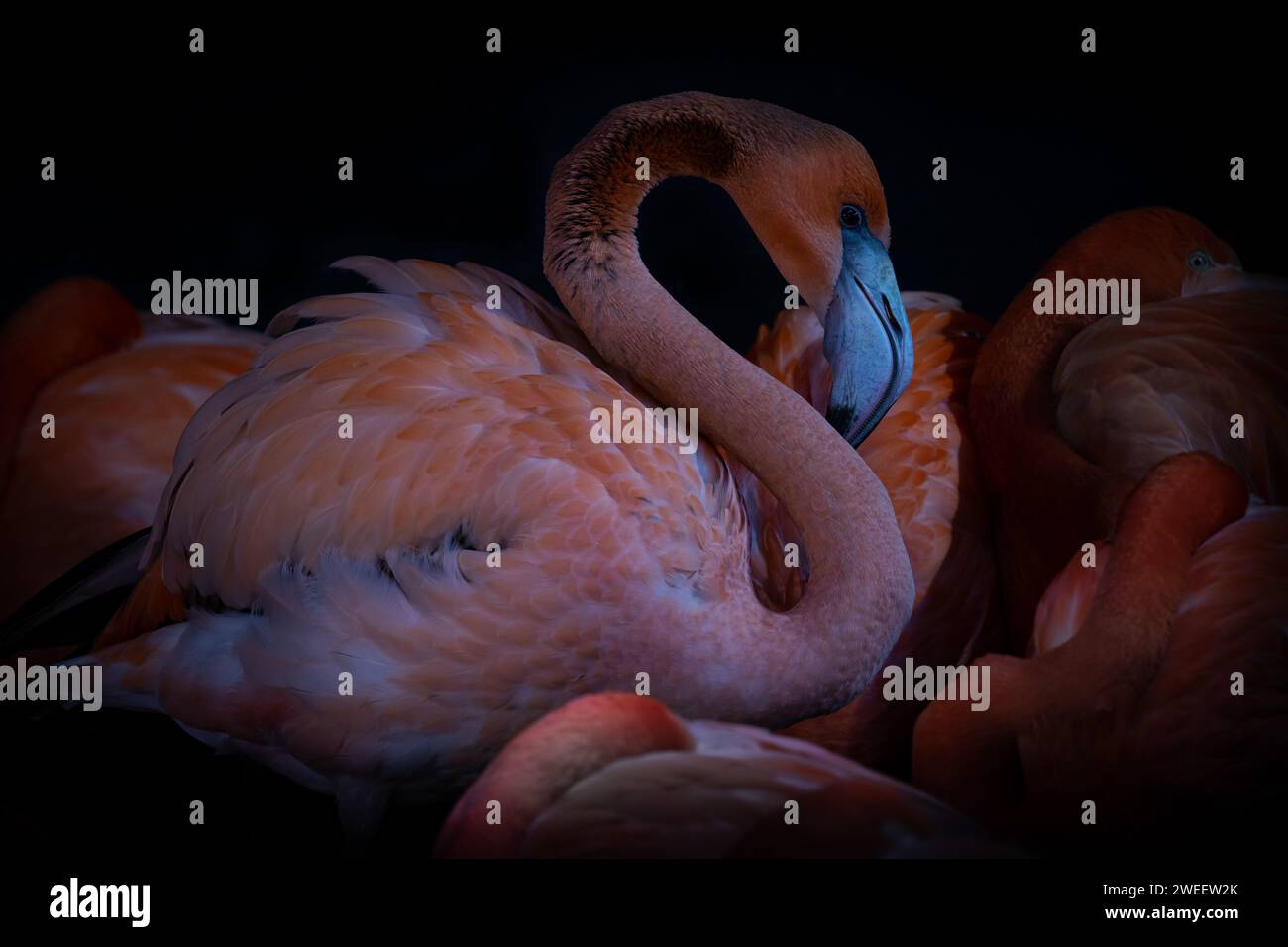 Porträt eines gefangenen karibischen Flamingos, aufgenommen bei einem Wildvogel- und Feuchtgebiet-Trust. Wales Stockfoto