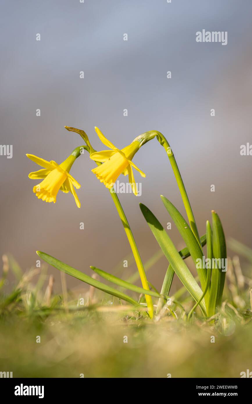 Kleine hellgelbe Narzissen Blüten mit tiefem Hintergrund. Narzissen sind ein Symbol für Wales. Stockfoto