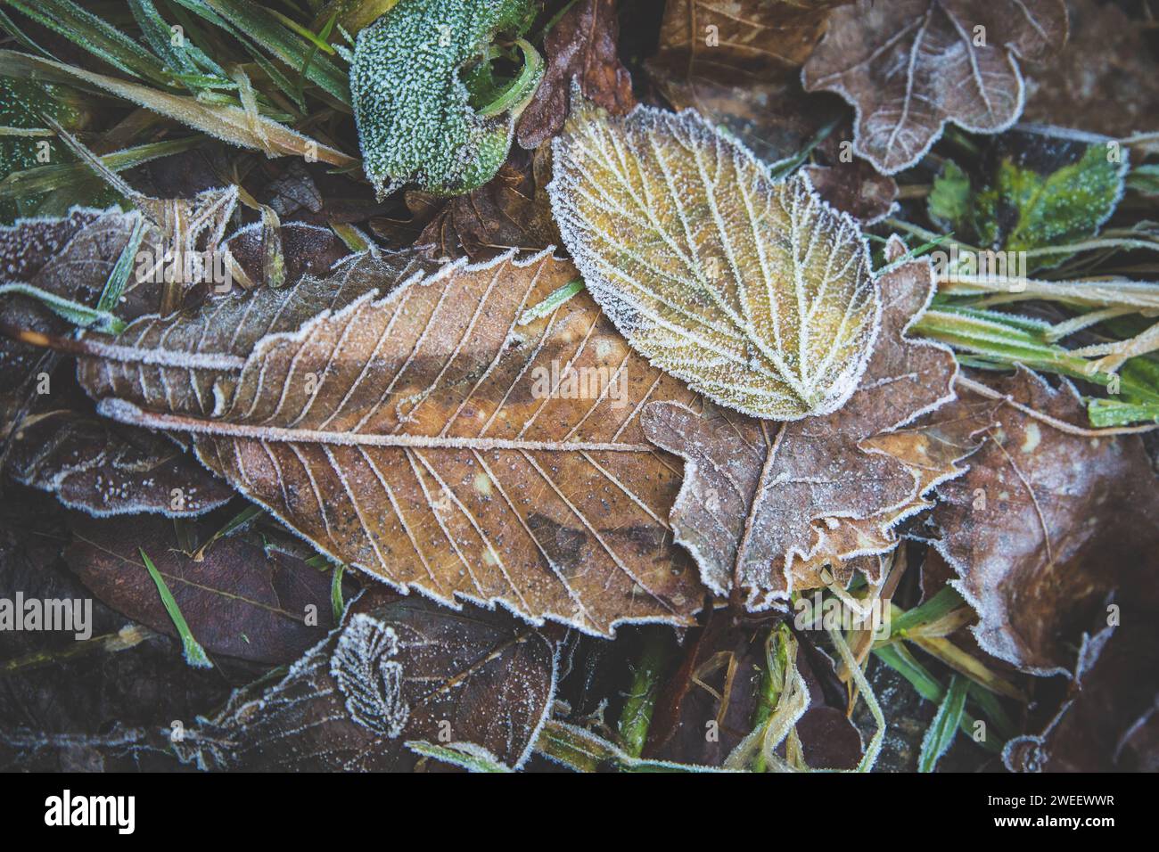 Frostbedeckte Herbstblätter auf einem Waldboden. Textur und Farben der Natur. Naturhintergrund. Stockfoto