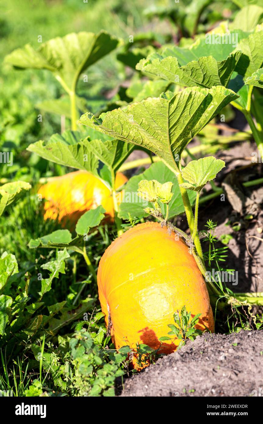 Großer orangener Kürbis mit großen grünen Blättern wächst im Sommer im Gemüsegarten Stockfoto