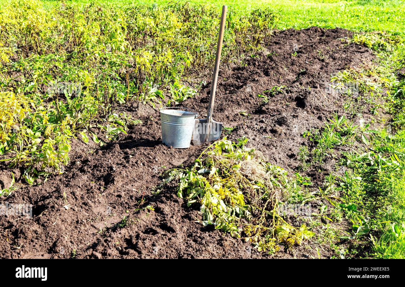 Ernte von Bio-Kartoffeln im Gemüsegarten an sonnigen Tagen. Kartoffelernte auf der Plantage Stockfoto