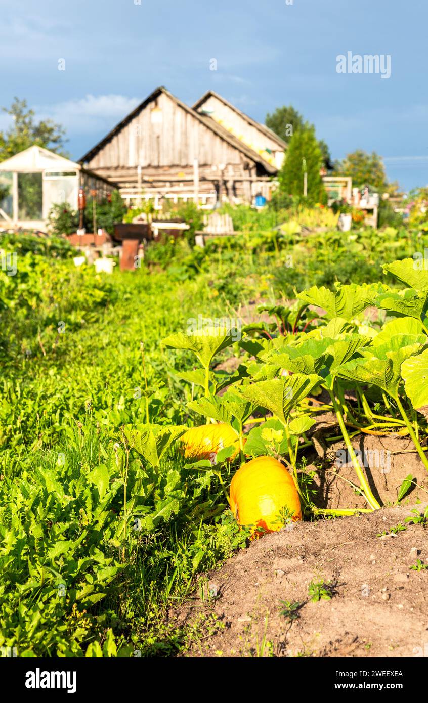 Große orangefarbene Kürbisse mit großen grünen Blättern wachsen im Garten im Hinterhof eines Dorfhauses Stockfoto
