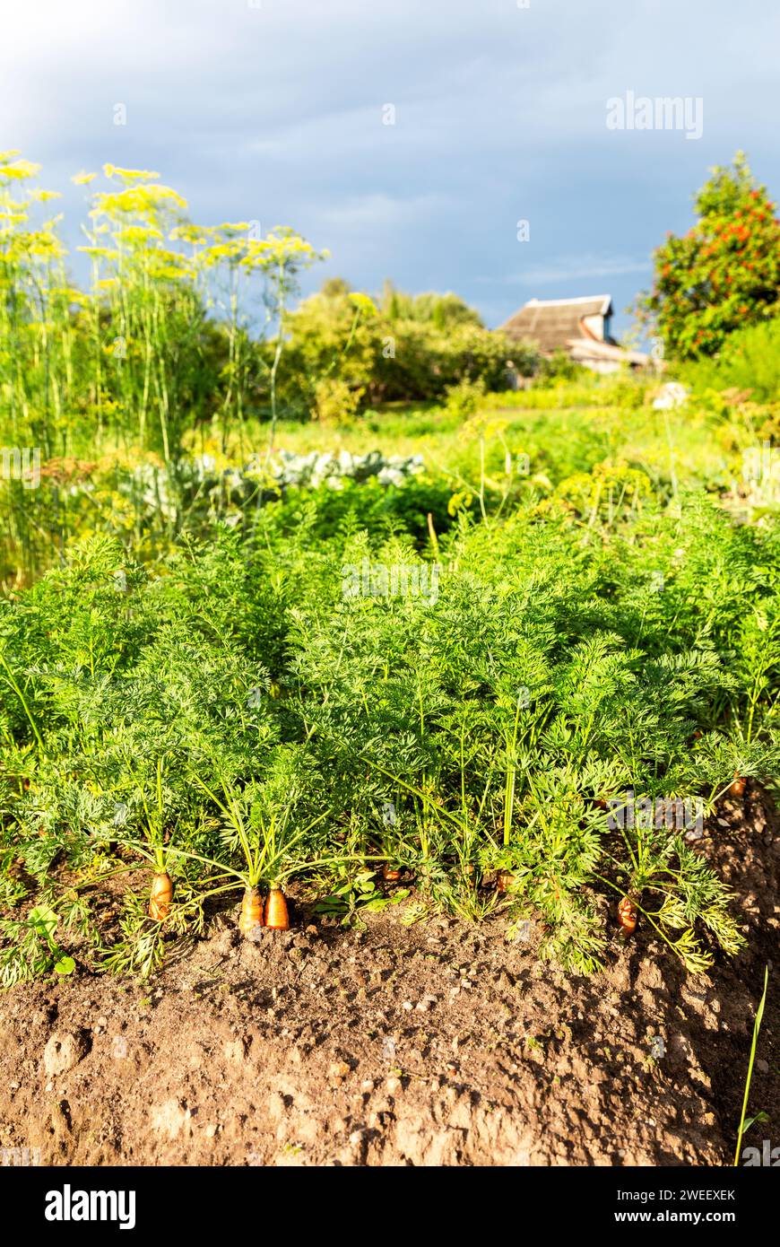 Karotten wachsen im Gartenbeet im Gemüsegarten an sonnigen Sommertagen Stockfoto