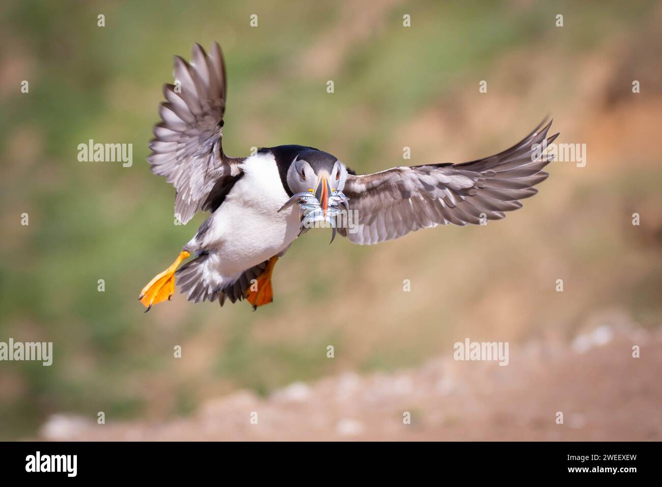Puffin fliegt mit Sandaalen im Schnabel. Skomer Island, Pembrokeshire, Wales. Stockfoto
