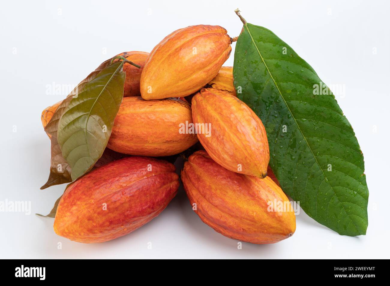 Saubere Kakaopflanzen mit Blättern im Stapel, die über der Draufsicht isoliert sind Stockfoto