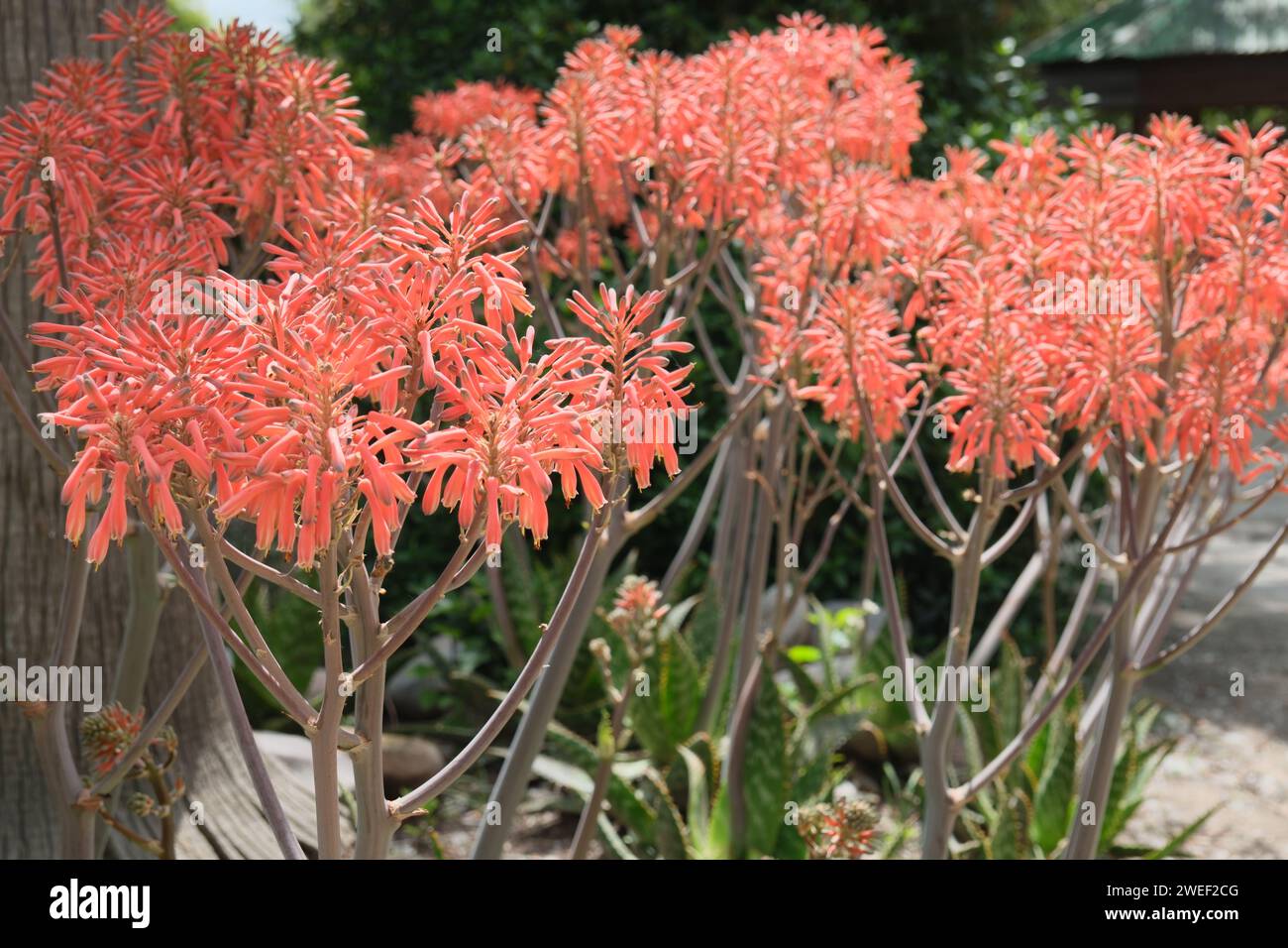 Aloe wurde in Argentinien entdeckt, Ziergärten und Landschaftsgestaltung. Nahaufnahme, sonniger Tag, keine Leute in der Nähe Stockfoto