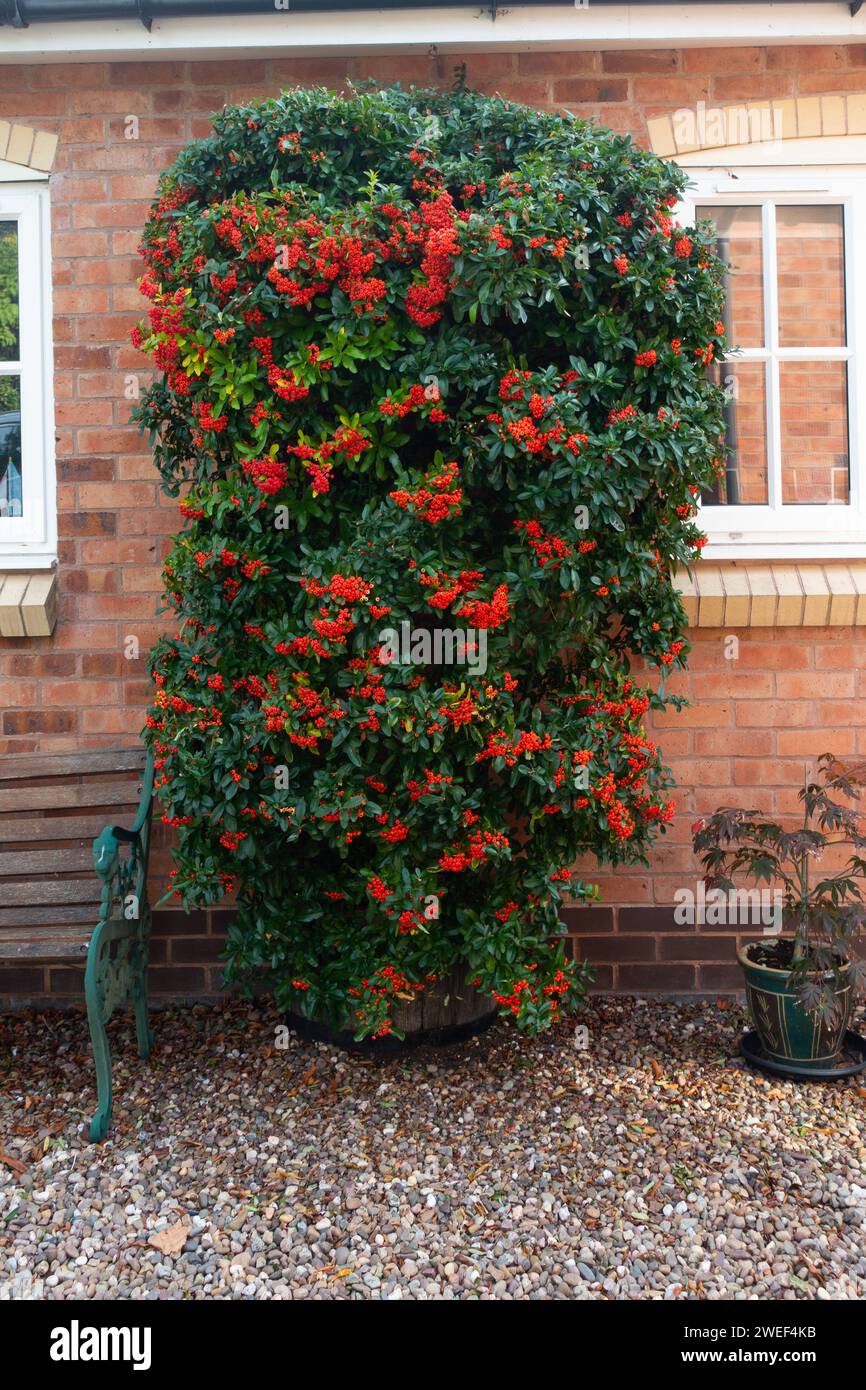 Pyracantha Orange Glow, Feuerdorn Stockfoto Pyracantha Orange Glow, Feuerdorn Stockfoto